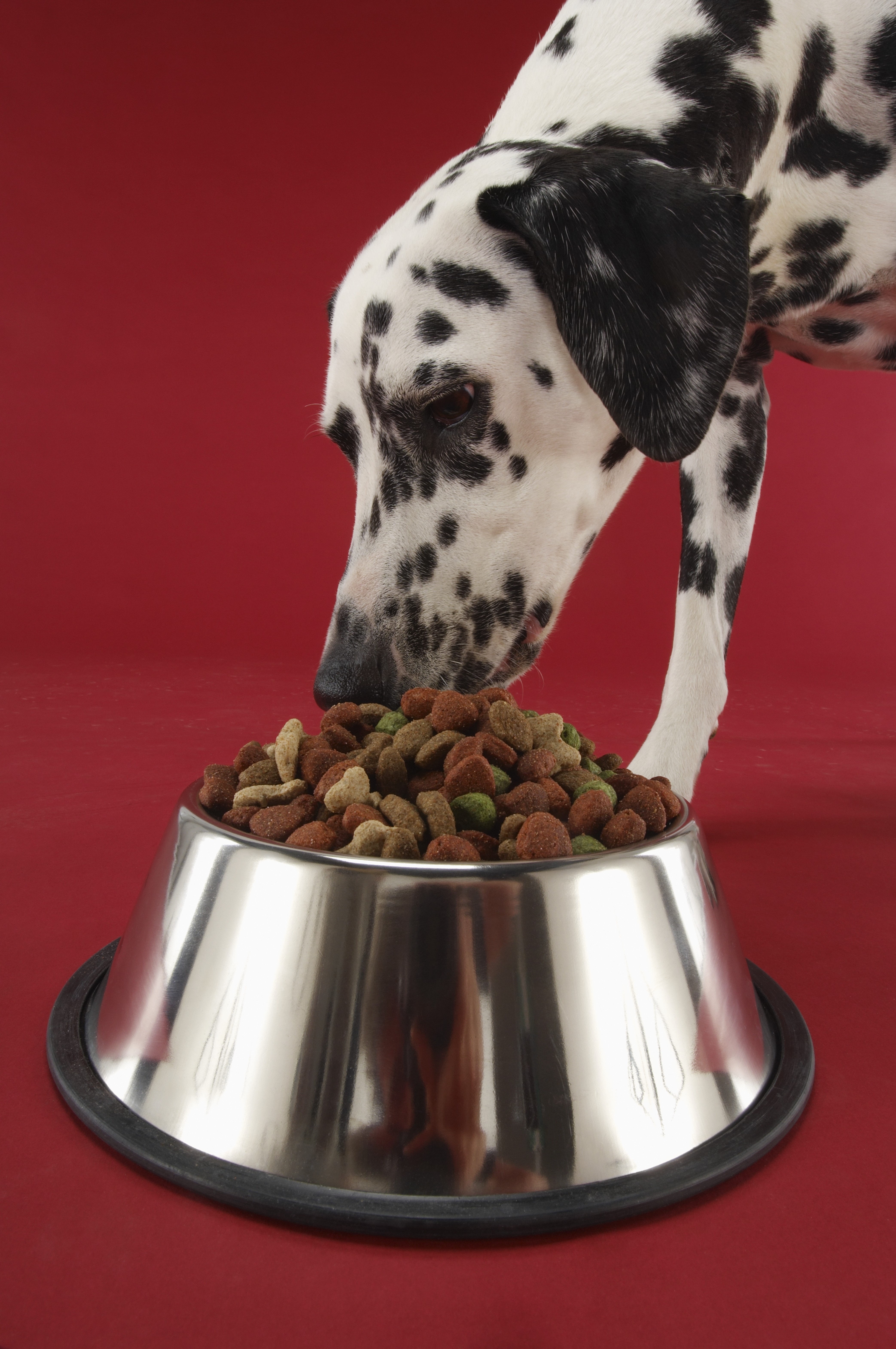 best dog food for hunting dogs