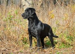 Best Dog Food for Hunting Dogs