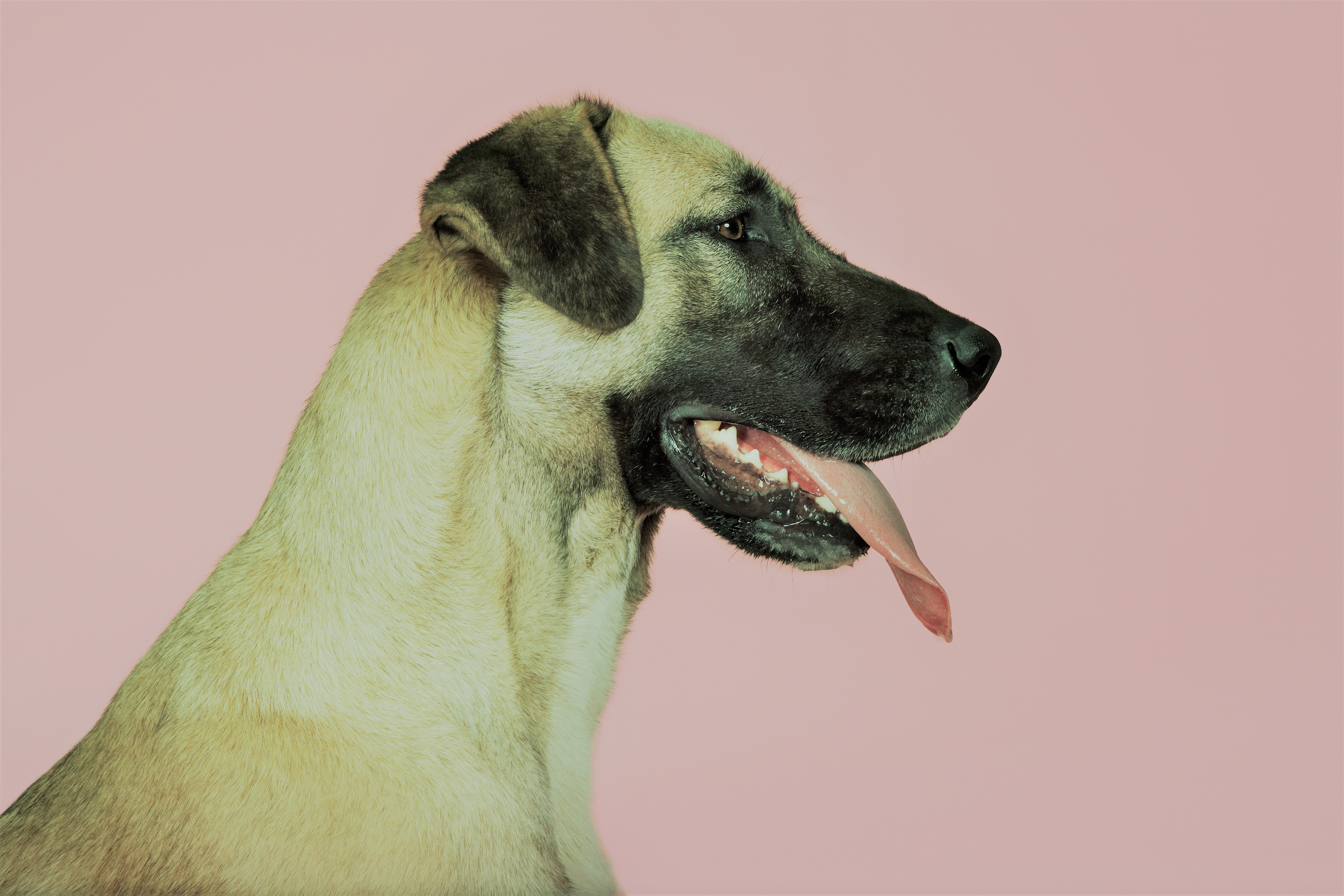 best dog food for hunting dogs